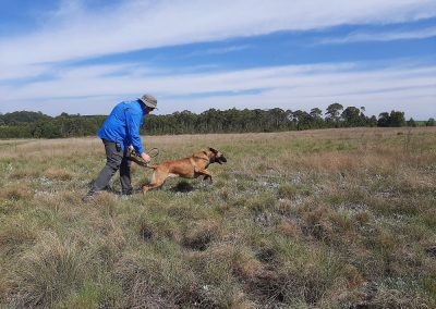 Handler unleashing a tracking dog