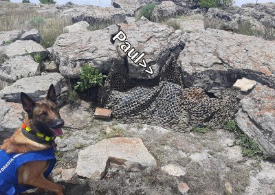 Tracking dog finding a hidden person