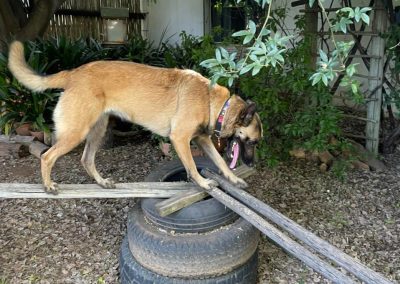 Tracking dog doing an obstacle course