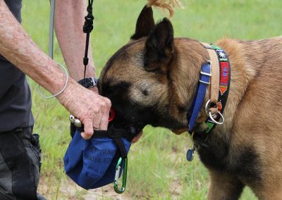 Tracking dog being watered by handler