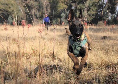 Front view of a tracking dog running ahead of the handler