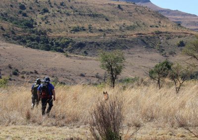 Two handlers and a tracking dog in hilly terrain