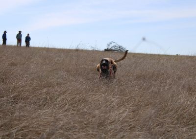 Tracking dog running down a hill with three team members standing near the top