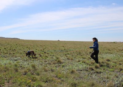 Handler with tracking dog on a long leash